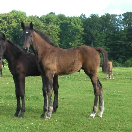 Reiterhof Lausen Апартаменты Stangheck