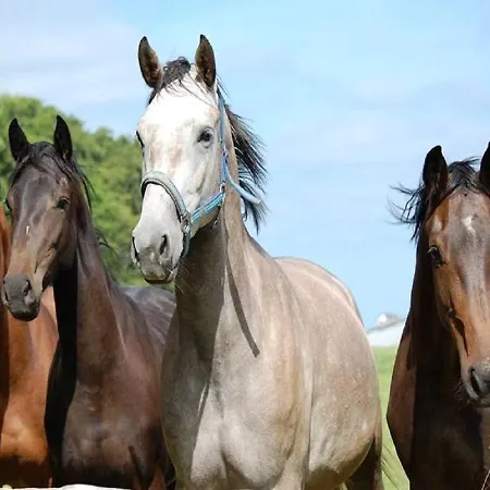 Апартаменты Reiterhof Lausen *