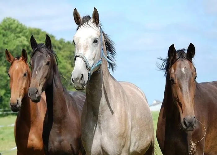Apartment Reiterhof Lausen *
